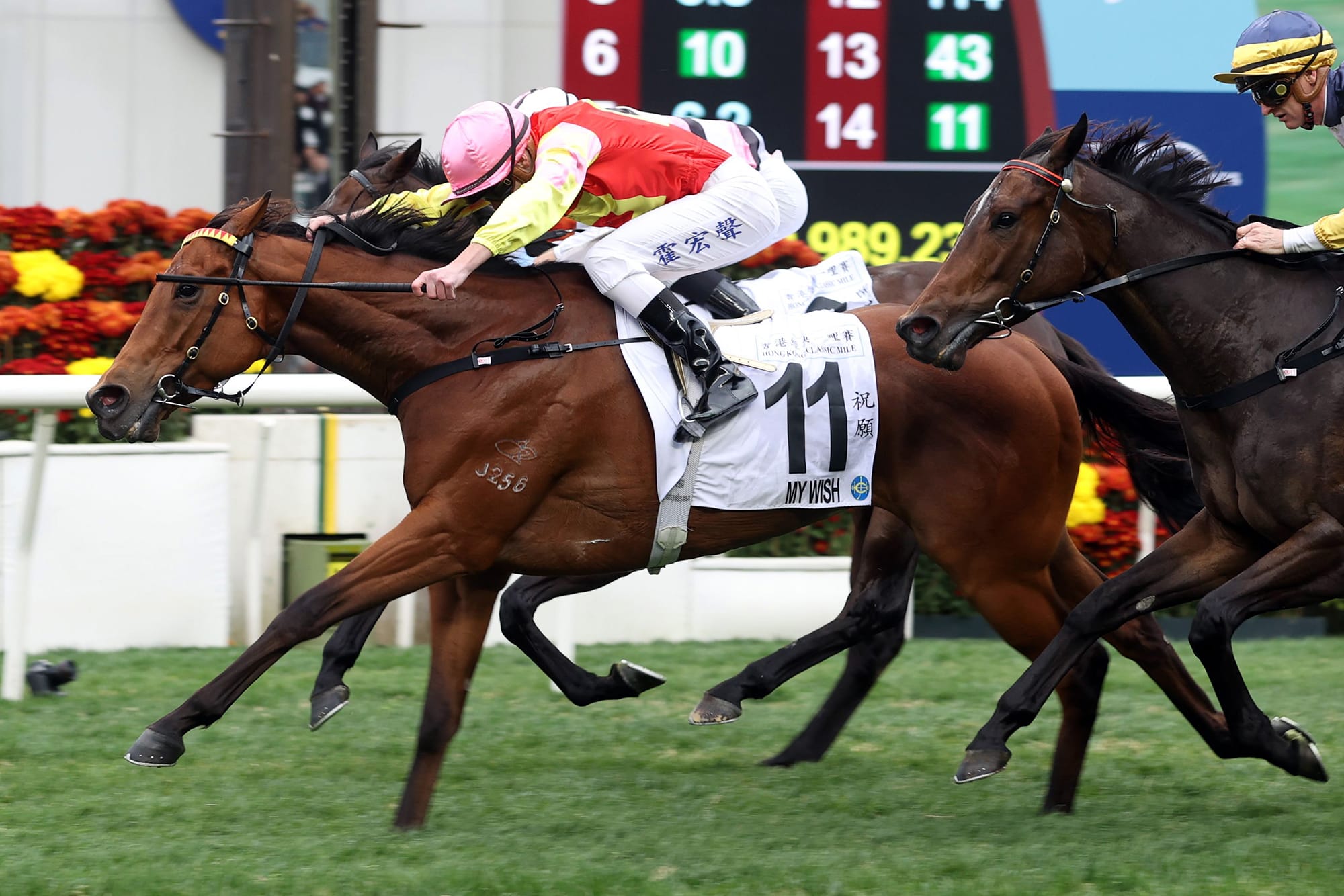 My Wish is this season’s Most Improved Horse. My Wish is this season’s Most Improved Horse.