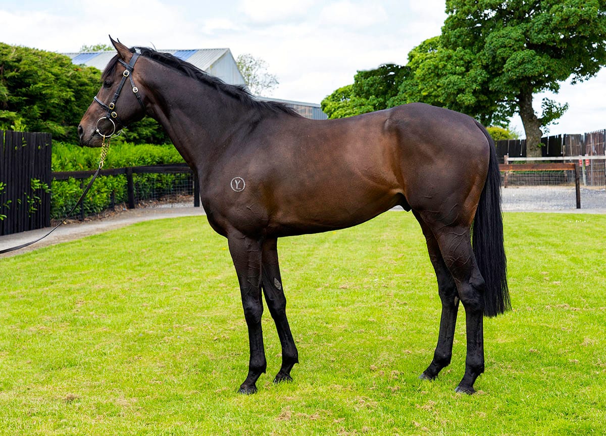 White Robe stallion boosts spirits with first winner