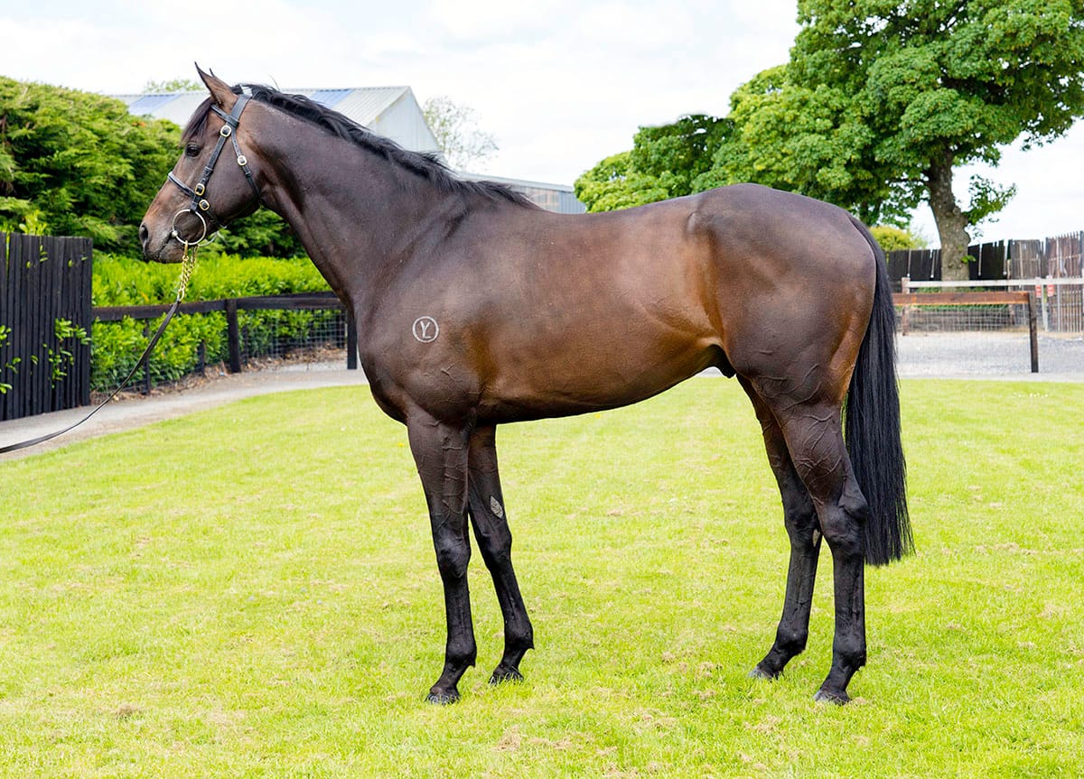 Bobby McGee first winner for Ancient Spirit