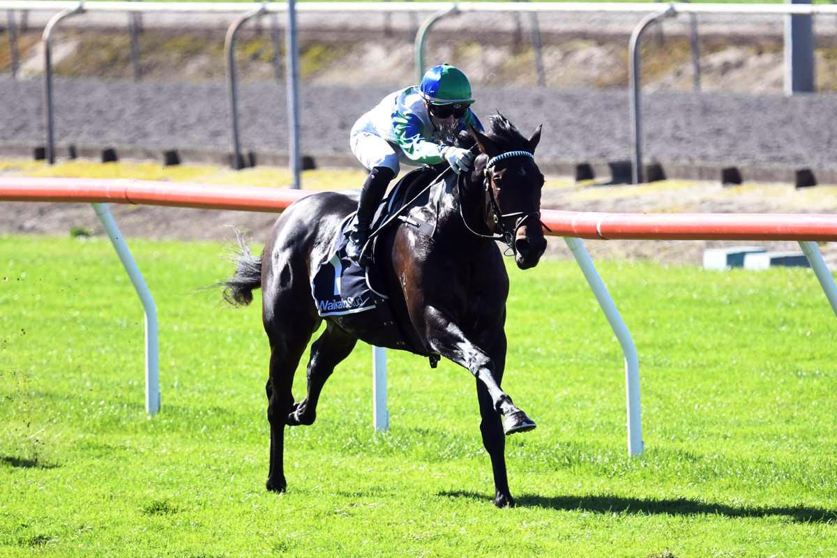 Shailer returns to training ranks