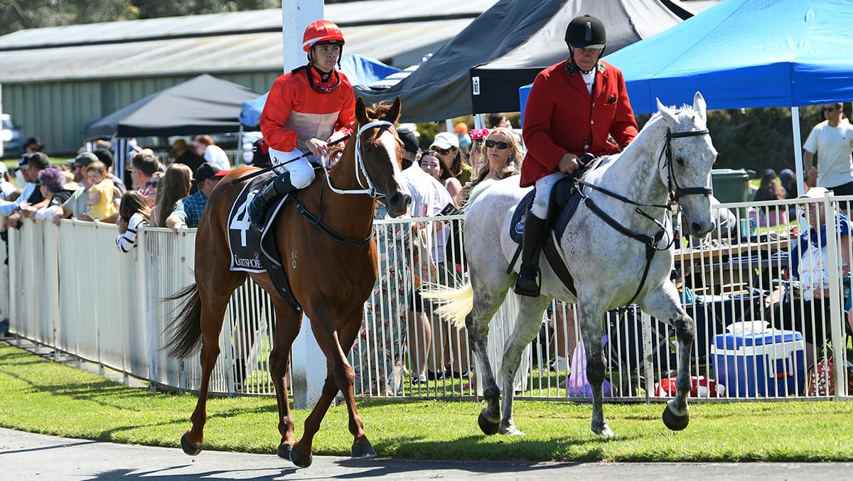 Glamour Tycoon shows fighting qualities in Tauranga victory