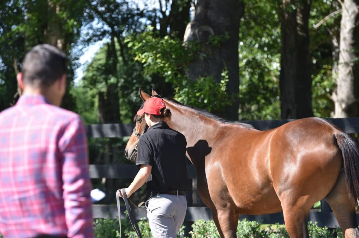 South Island & Central Districts On-Farm Parades Kick off Road to Karaka 2026
