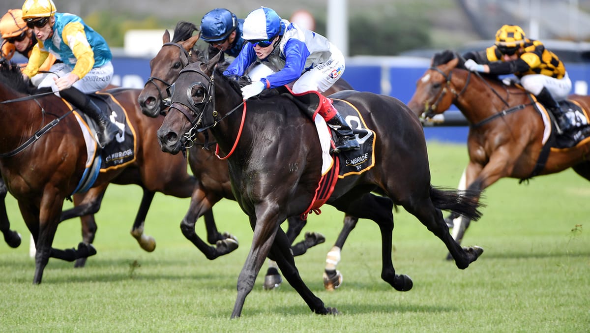 Belle Cheval vindicates NZB Kiwi selection