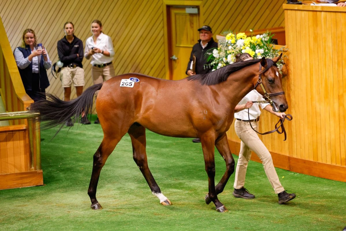 Snitzel-Amarelinha colt takes top honours on Karaka’s opening day