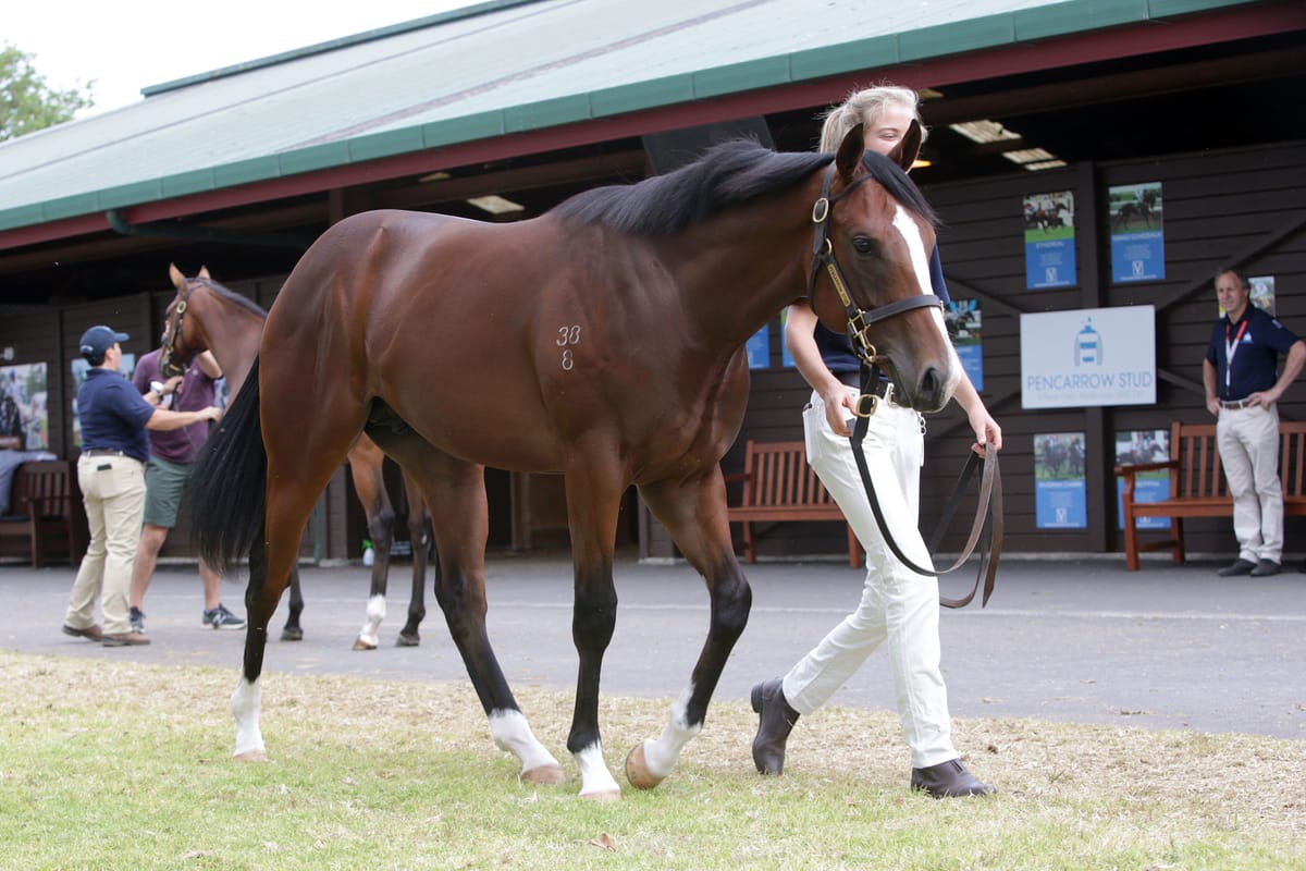Quality offering from Pencarrow Stud