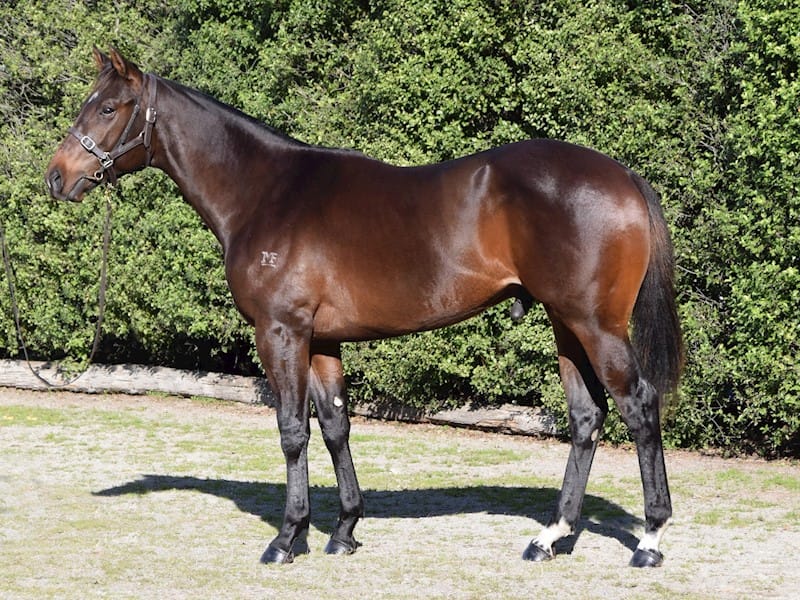 South Island Sale Stacked With Quality