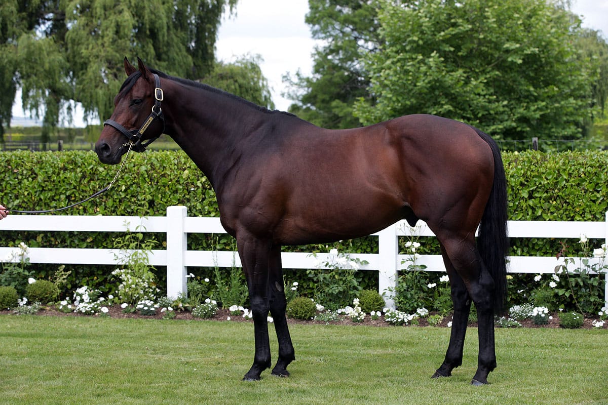 Almanzor set to make impact in Karaka debut