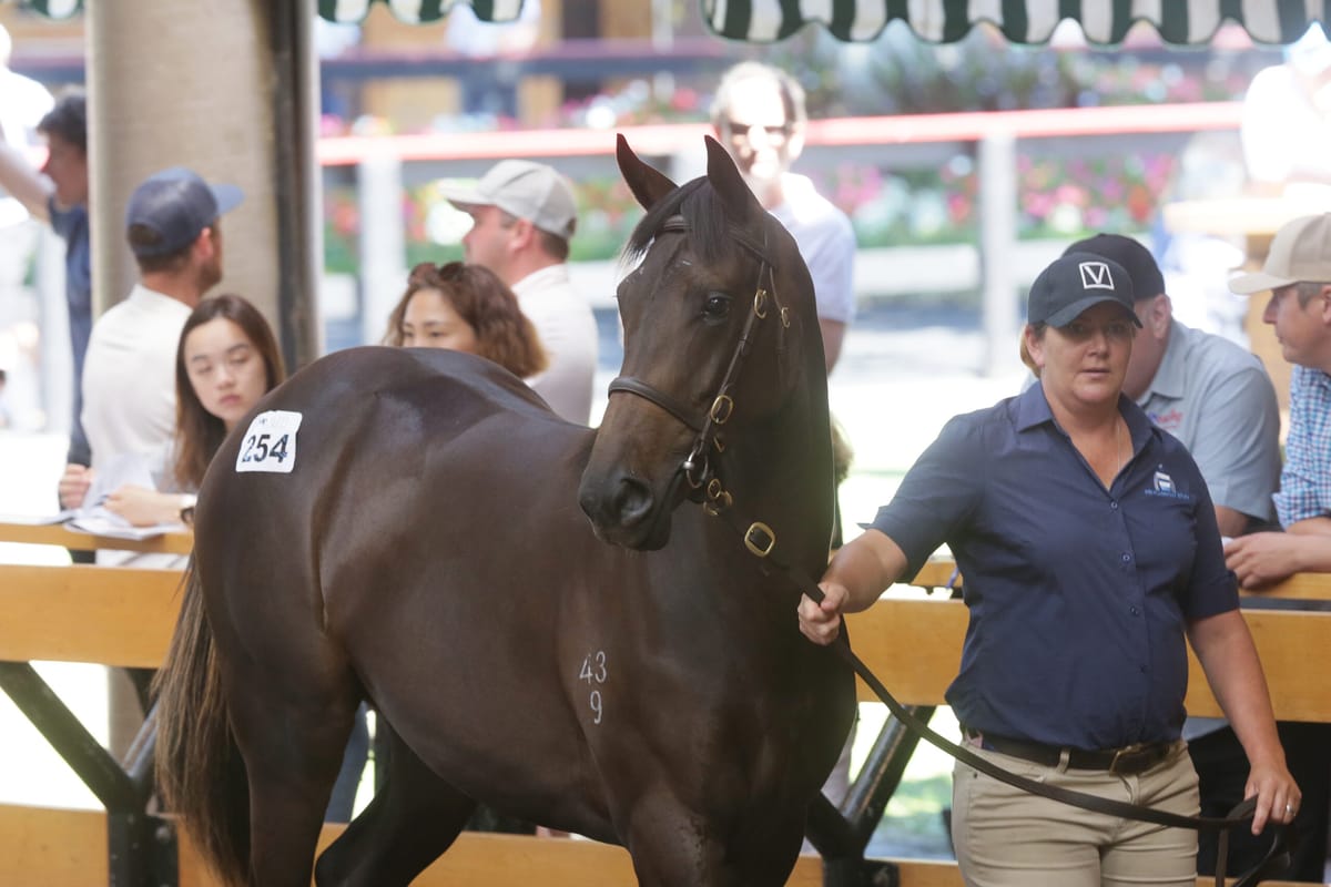 Nearco Stud add quality filly