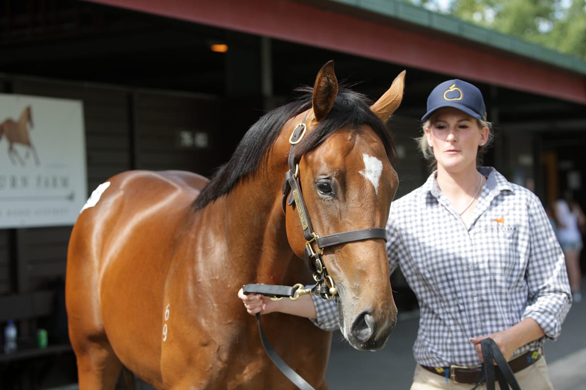 Tavistock colt bound for English home