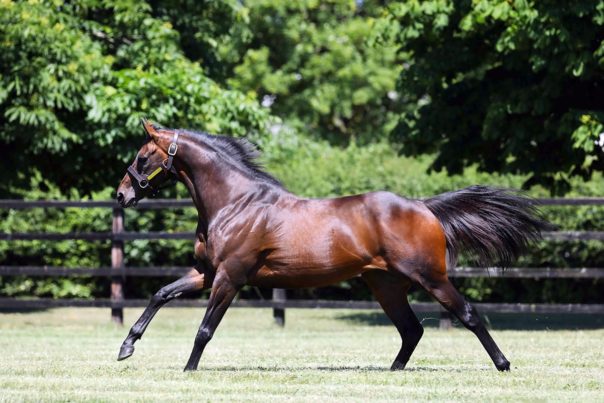 Time Test set for Karaka yearling debut