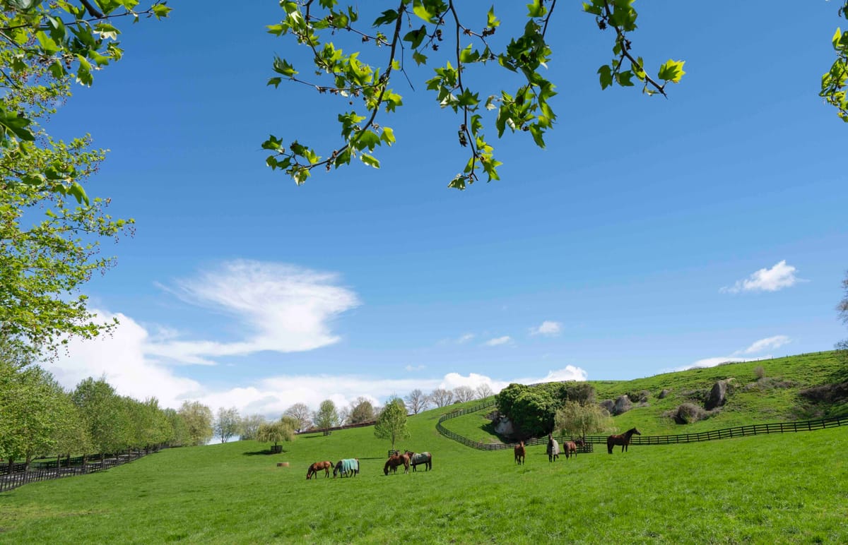 Valachi Downs’ Unreserved Reduction Live on Gavelhouse Plus