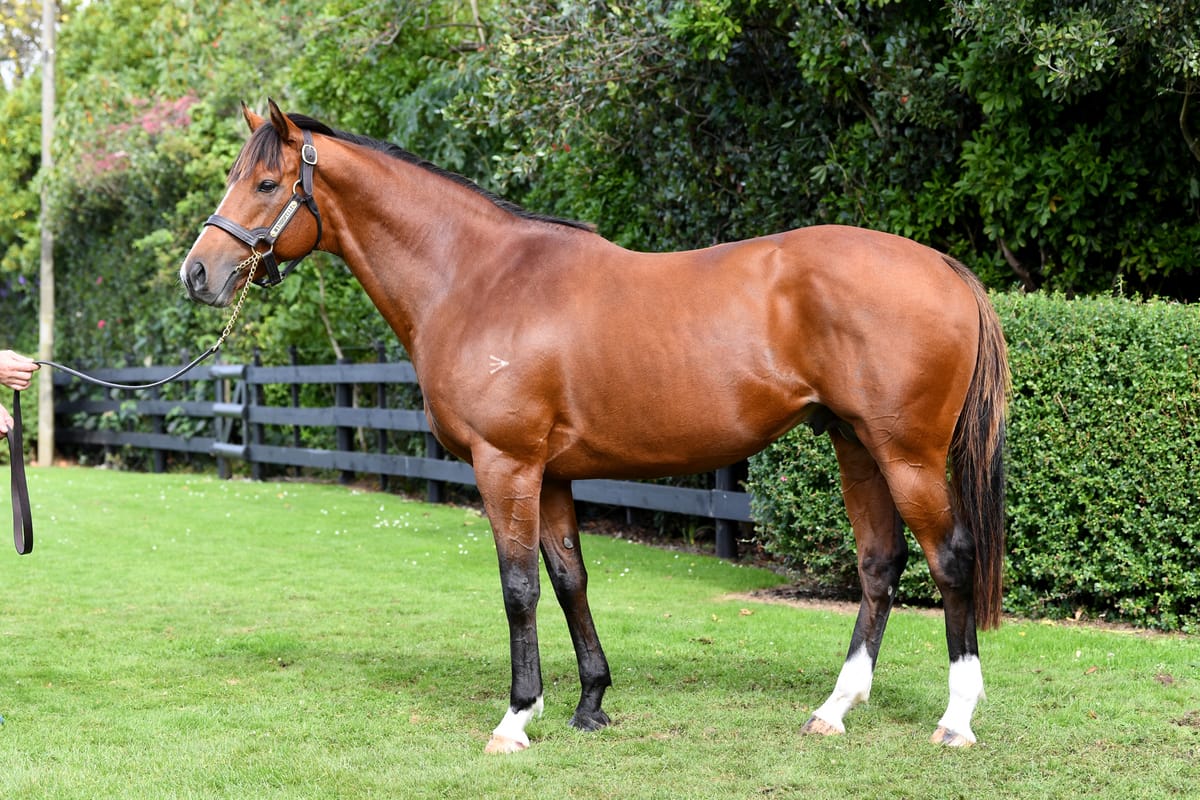 Show goes on for Grangewilliam Stud