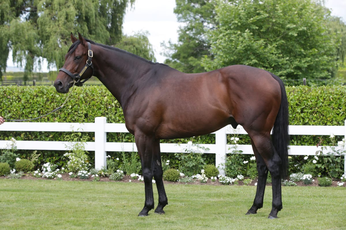 Superb Selection of Sires in NZB National Weanling Sale