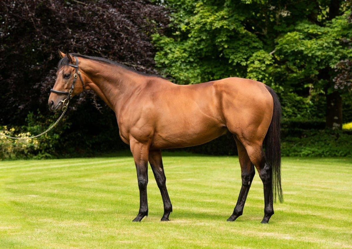 2021 Stallion Coverings