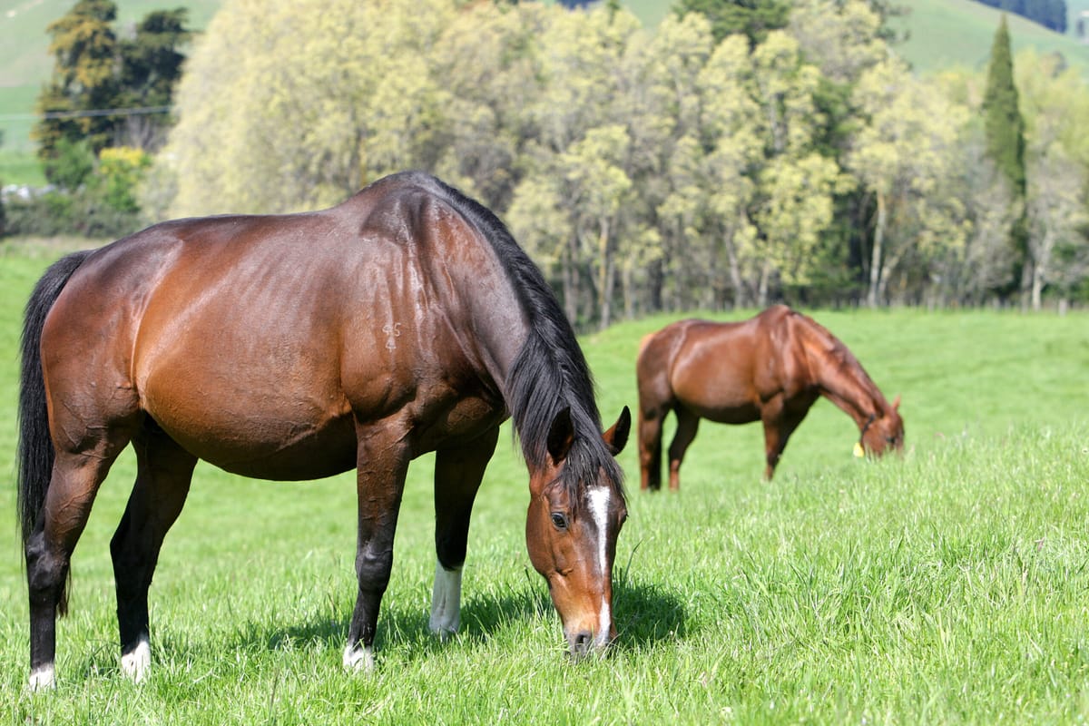 NZTBA session: Preparing mares for the breeding season