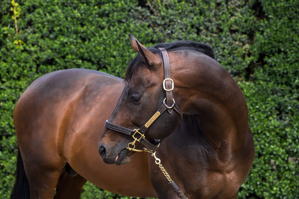 Little Avondale Stallions on show