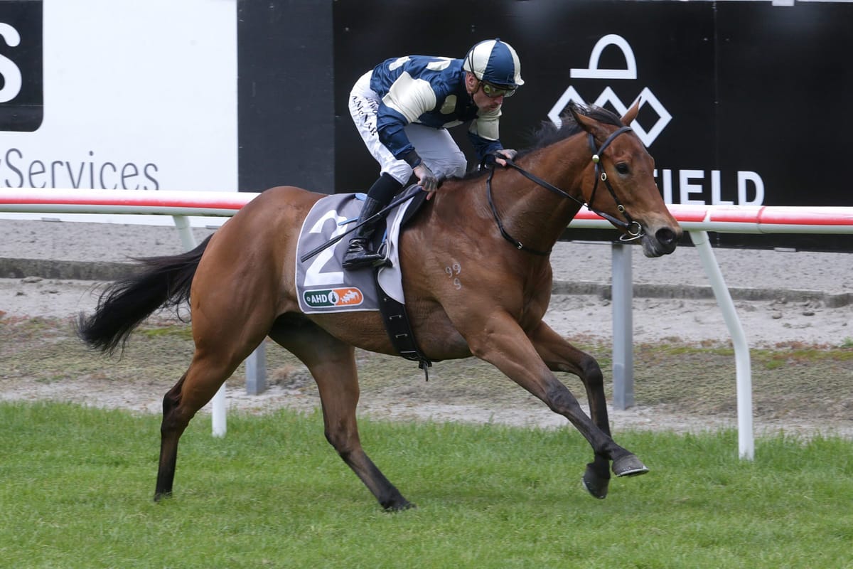 Kiwi raider adds intrigue to Hobartville