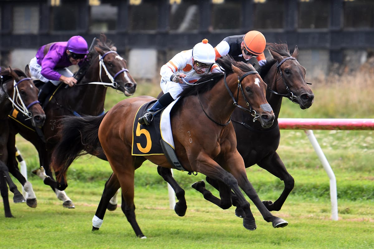 Tulsi heads Benner-Wynyard Awapuni charge