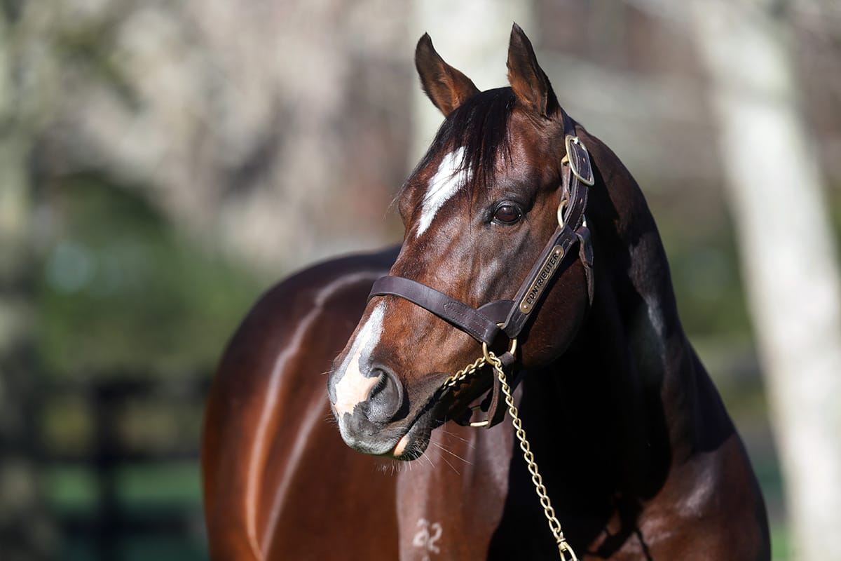 Contributer headlines Mapperley Stud’s 2023 stallion roster
