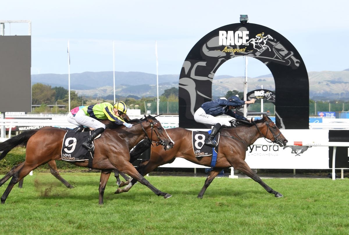 Staphanos success celebrated in US