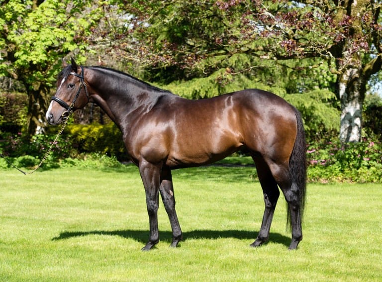 Young Oaks stallion’s flag on the way up