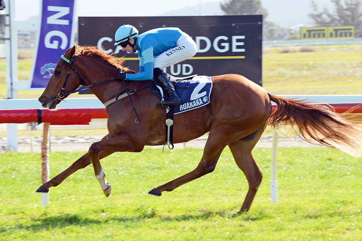 Unbeaten Crocetti Takes on Stakes Challenge
