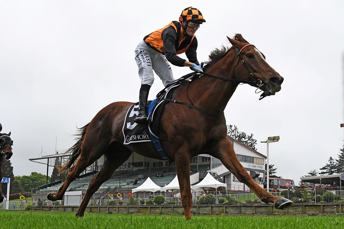 Northland trainers celebrate Tauranga wins