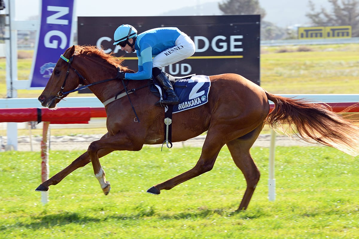 2000 Guineas hope to step out at Te Rapa