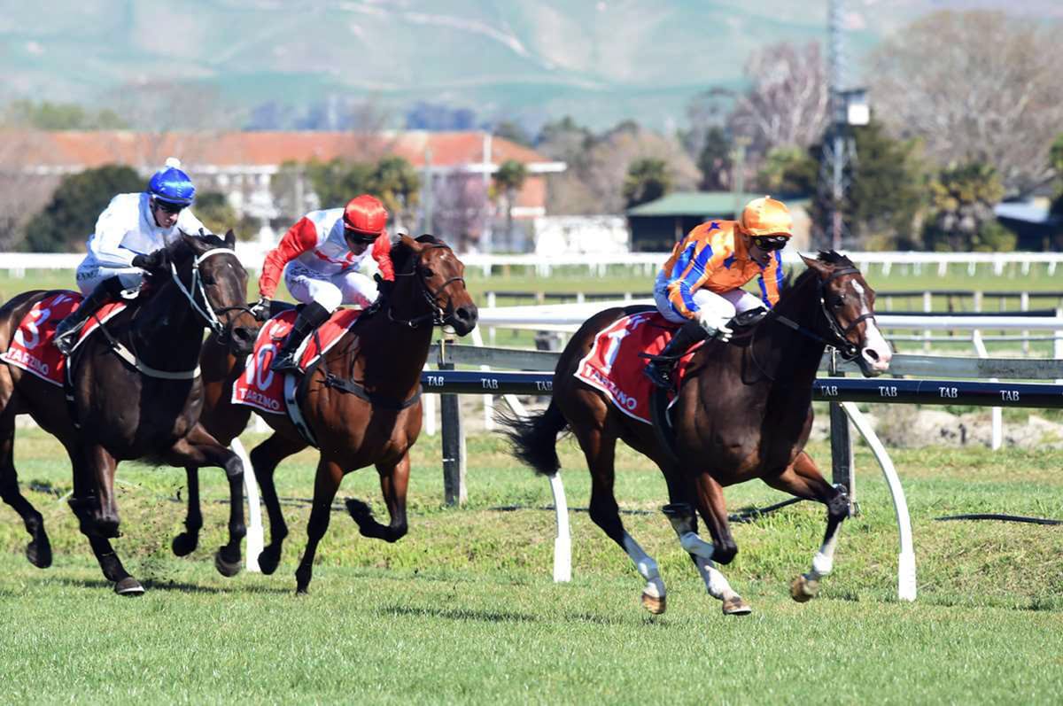 Tokyo Tycoon dominant at Hawke’s Bay