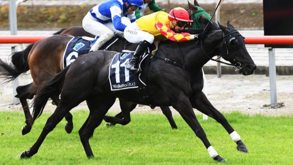 Well bred Candyflip gets first win