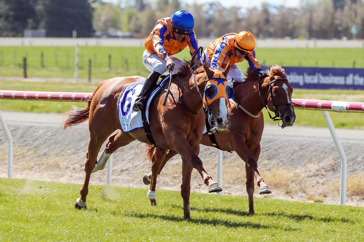 Filly playing starring role for Pencarrow