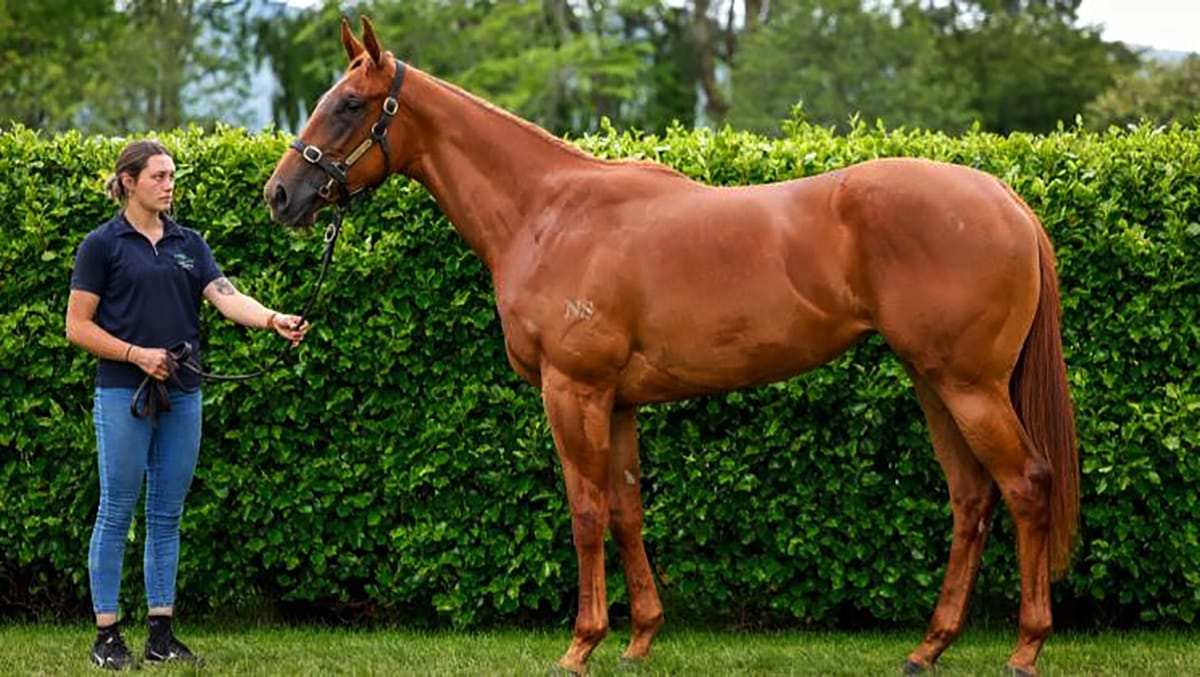 Kilgravin set to offer quality RTR draft
