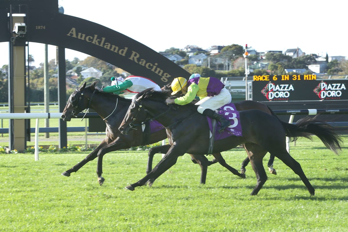 Stakes winner thriving in southern stable