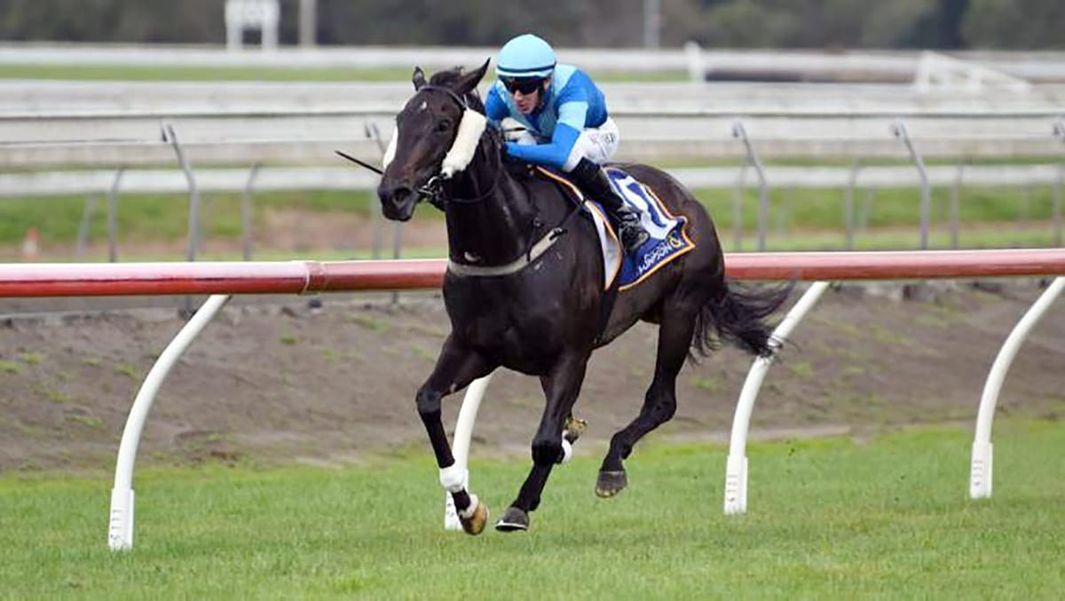 Volare looking to extend Williams’ winning run