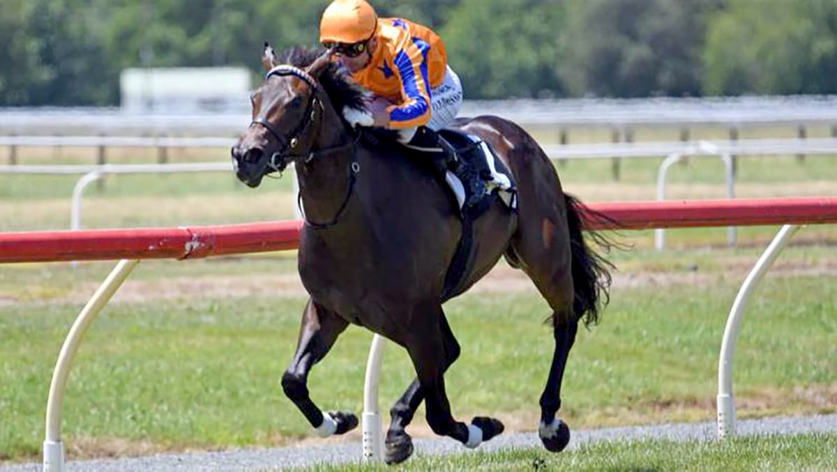 Te Akau two-year-old scores on debut