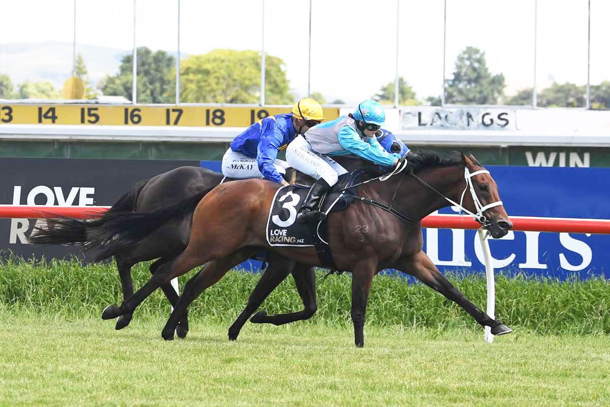 Pep Torque in form for Wairoa Cup