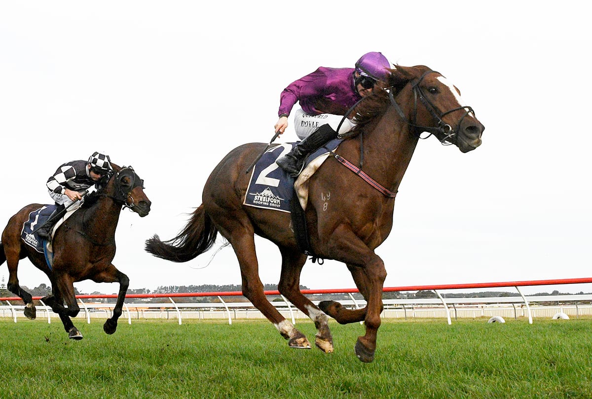 Belardo Boy bang on for Cup test