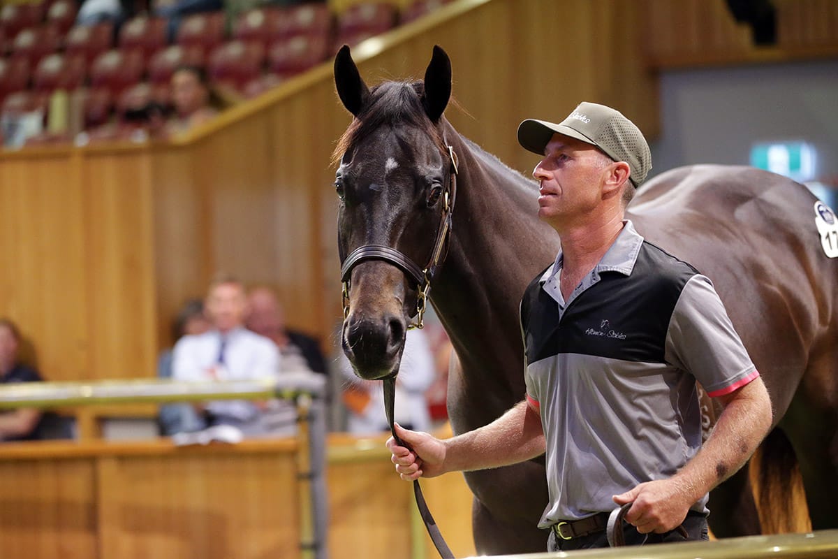Te Akau secures record-breaking colt