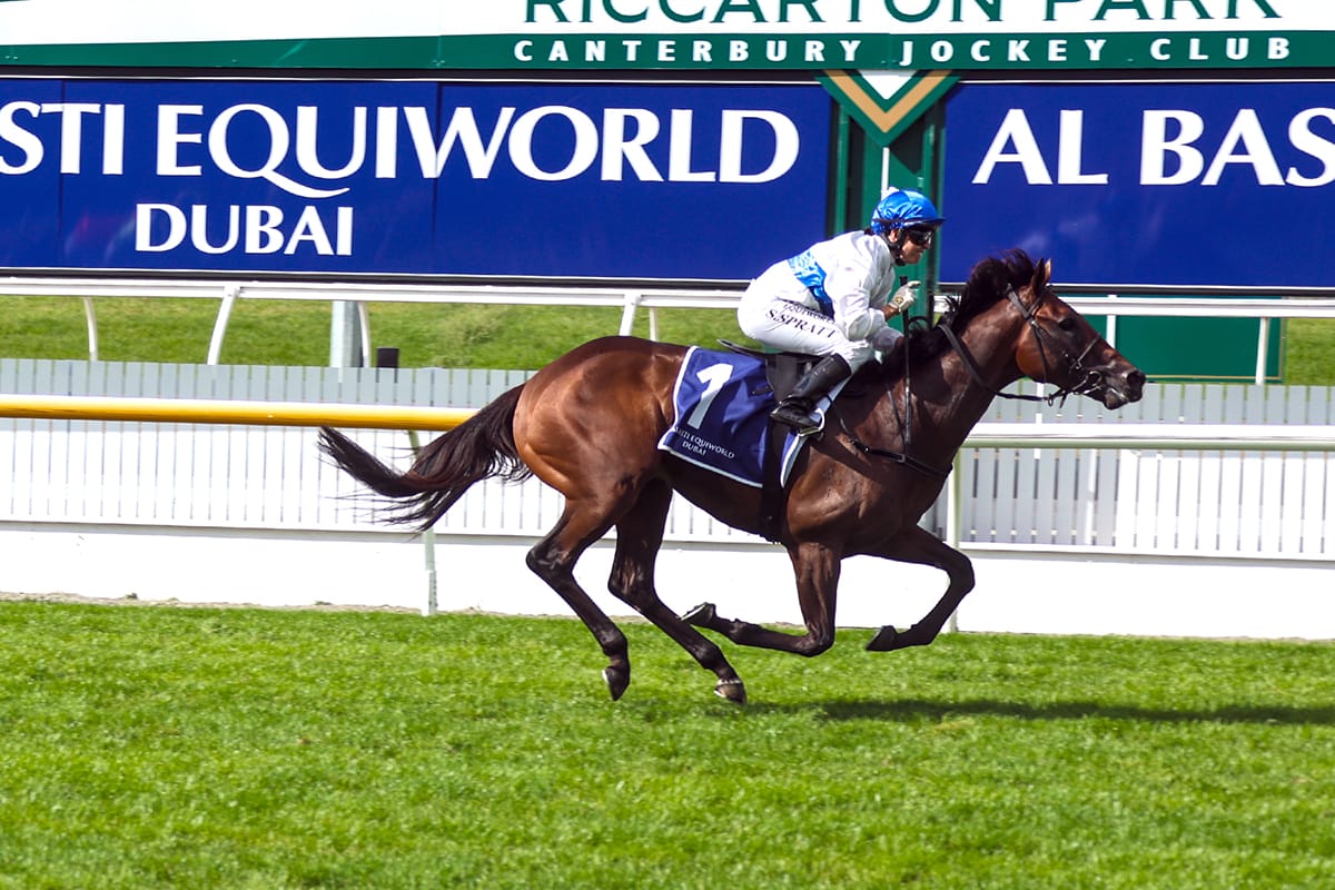 Spelling paddock beckoning Savaglee