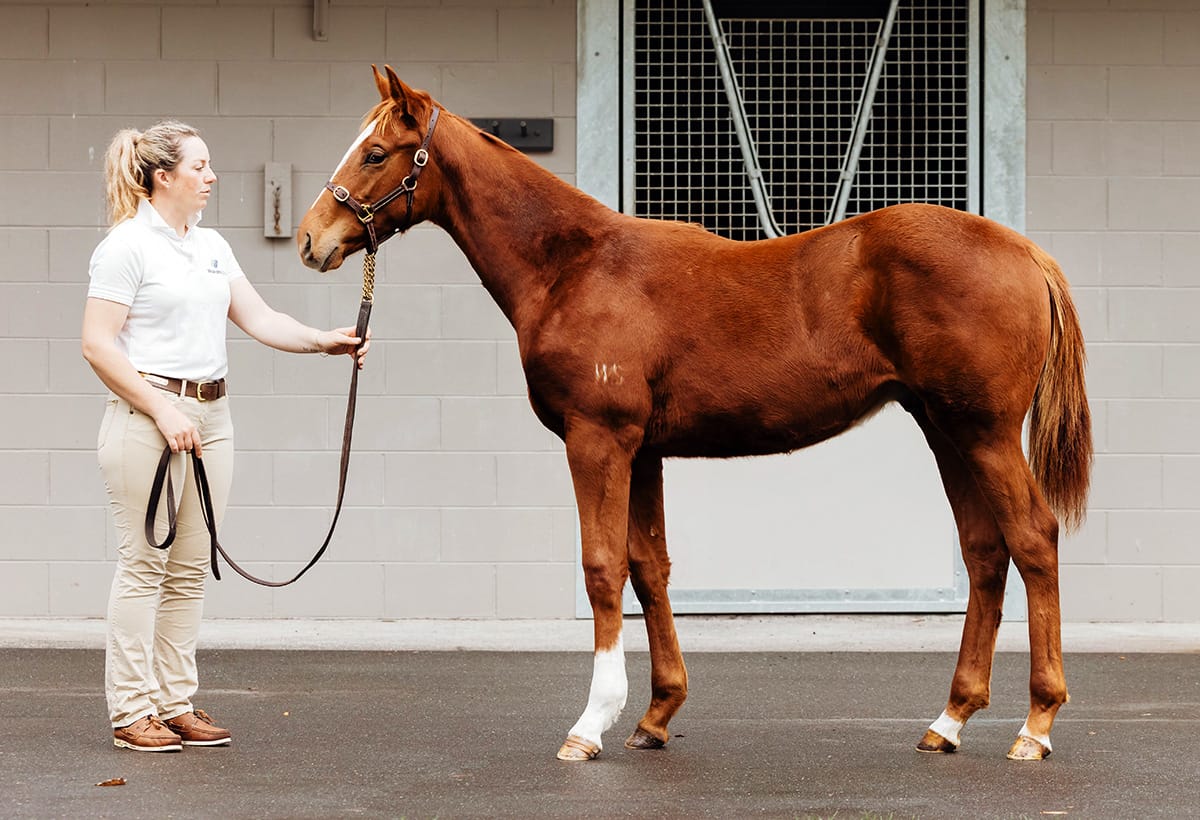 Kaha Nui Farm crowned leading buyer at NZB weanling sale