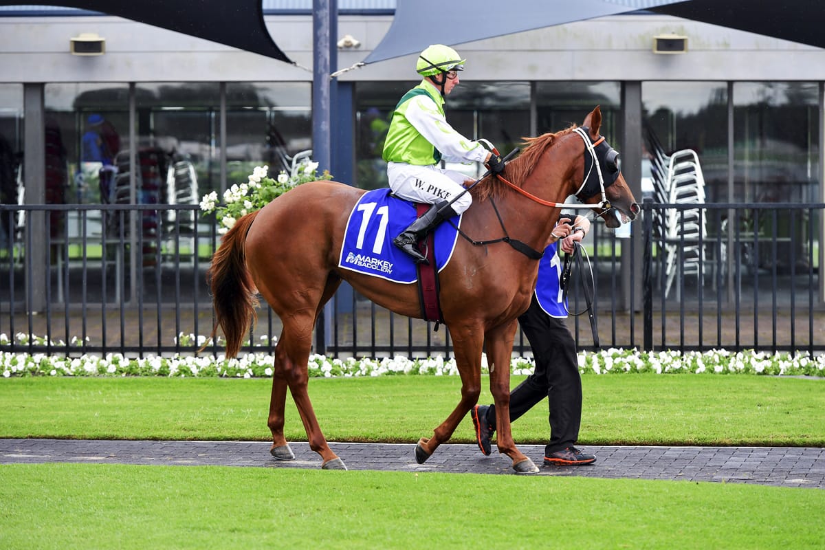 Ipswich Cup distance test for Poetic Drama