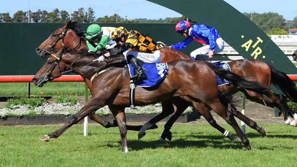 Habana in test curtain raiser at Ellerslie