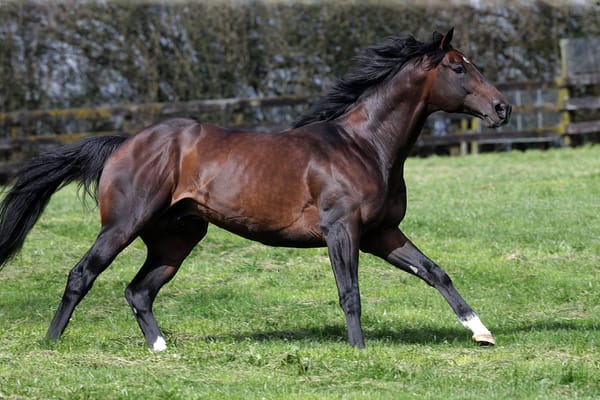 Satono’s stunning stats continue as Rich Hill stallions shine