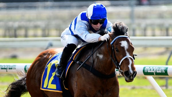 Good test at Tauranga for smart debut winner