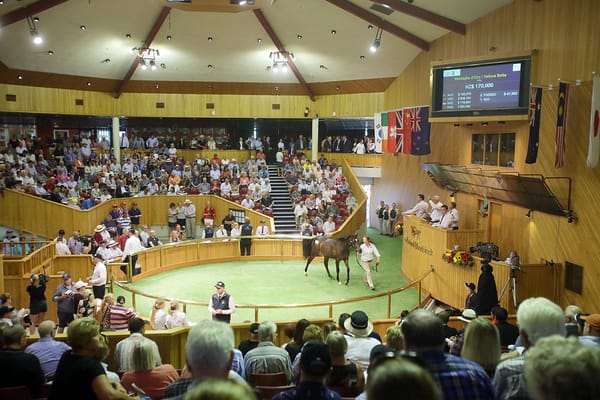 Karaka the Shop Window for New Zealand’s Top Stallions