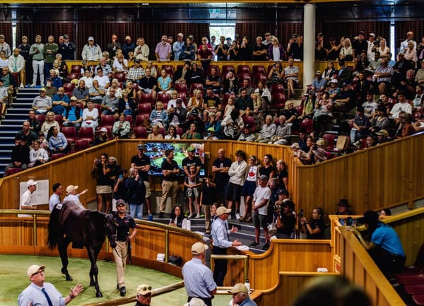 Vendors count down to special National Yearling Sale