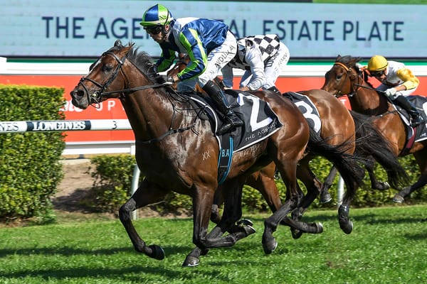Burgundy’s Son on Stakes Trail