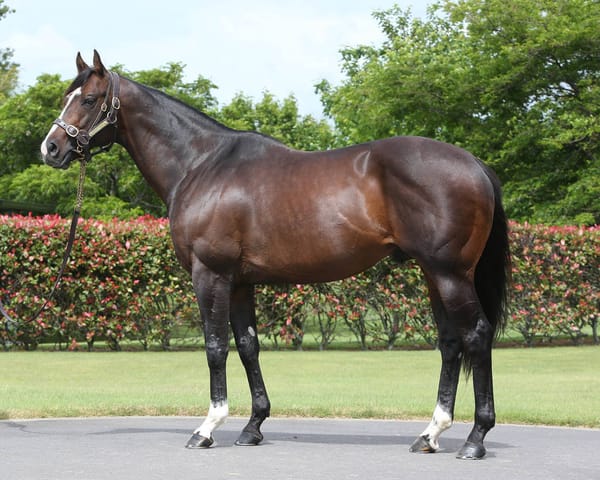 Showcasing continues dominance of Karaka Million