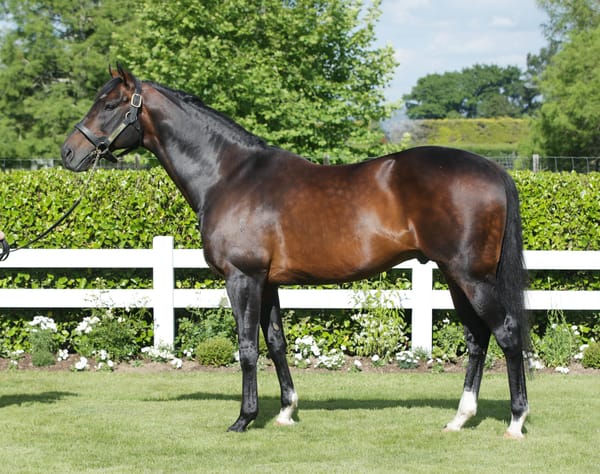 Cambridge Stud mourn loss of Tavistock