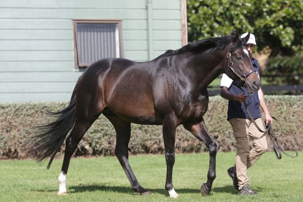 Wrote yearlings impress ahead of Karaka